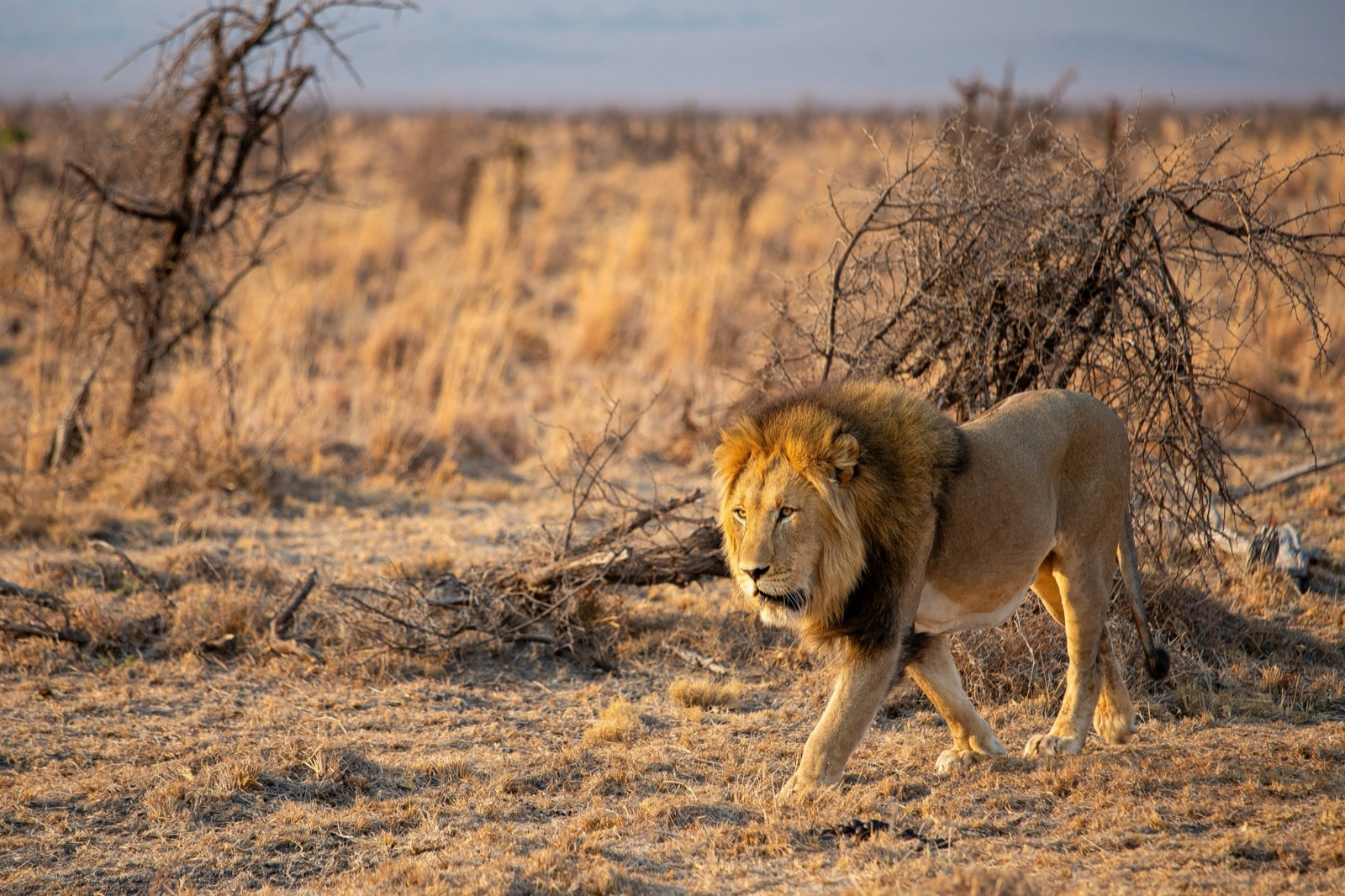 Safari