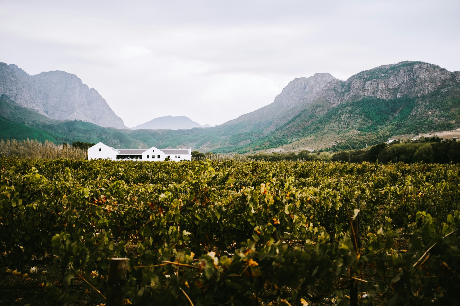 Franschhoek wine country